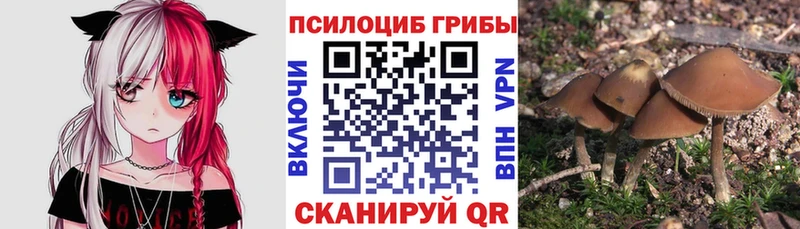 Псилоцибиновые грибы мицелий Великие Луки